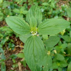 Close up green spermacoce assurgens (Borreria assurgens, Spermacoce remota, Spermacoce suffrutescens) with natural background.