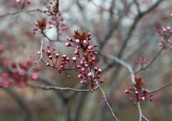 herald of spring buds