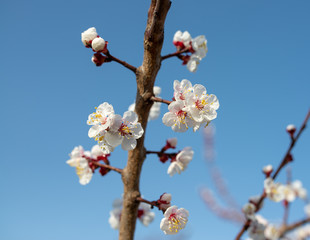 fruit tree blossom