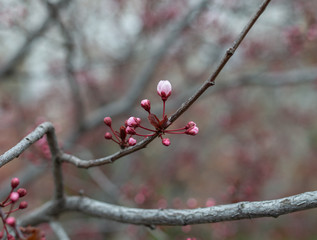 herald of spring buds