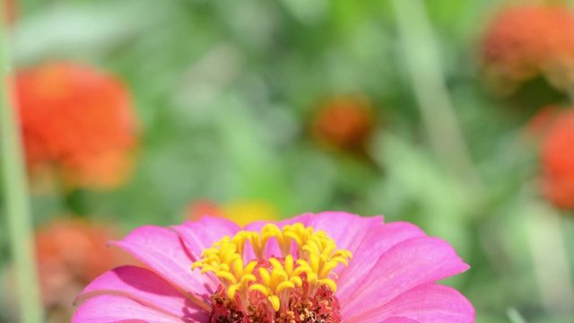 Closeup of an American Painted Lady butterfly feeding on a Zinnia in summer garden
