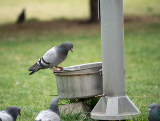 water to stray animals