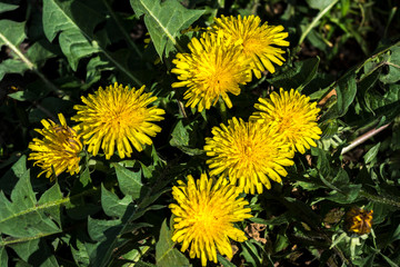 Dandelion  (Taraxacum officinale)