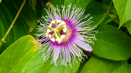 Passion flower, Playa del Carmen, Yucatan, Mexico