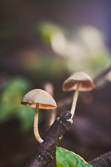  Close up forest scene with forest mushroom in macro style