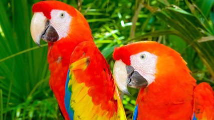 Colorful scarlet macaw perched on a branch, Mexico