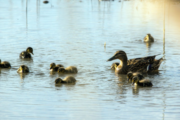 Wild duck (Anas platyrhynchos) family