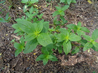 Close up green spermacoce assurgens (Borreria assurgens, Spermacoce remota, Spermacoce suffrutescens) with natural background.