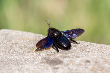 Blue bumblebee (Xylocopa violacea)