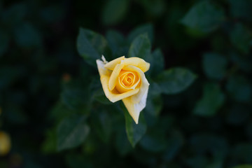 rose flower