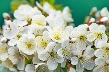 Bright spring background with flowers of fruit trees. Spring. Spring Garden. Close-up.
