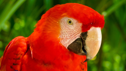 Colorful scarlet macaw perched on a branch, Mexico