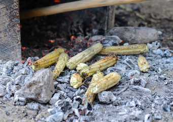 Cooking corn on coal fire