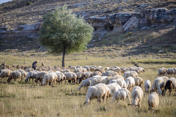 shepherd grazing herd of sheep