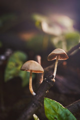  Close up forest scene with forest mushroom in macro style