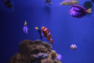 Clownfish in the sea
