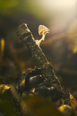  Close up forest scene with forest mushroom in macro style