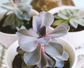 pink and white cactus