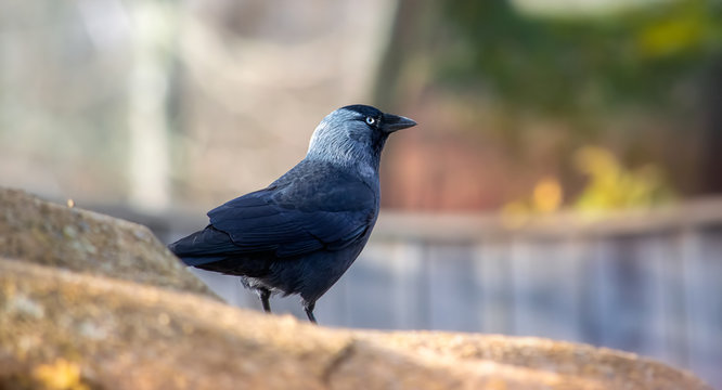 Image of a jackdaw with blurred background