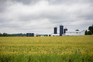 Farm and farm field