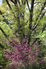 spring in the forest