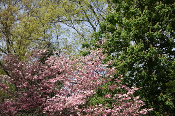 pink flowers in a garden