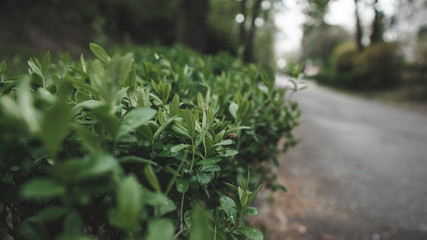 Woda na krzaku © Zbyszek