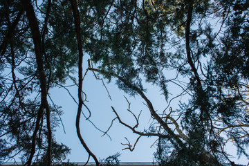 The branches of the thuja tree with cone fruits are intertwined against the blue sky.