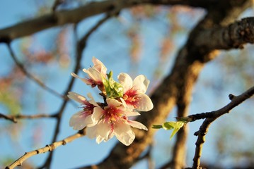 Pequeña flor de primavera