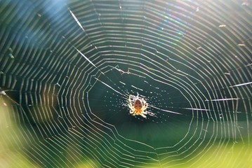 Lighted spider © Xavier