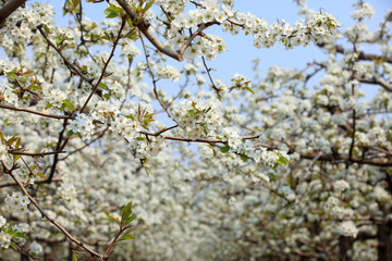 Pear trees blossom in spring