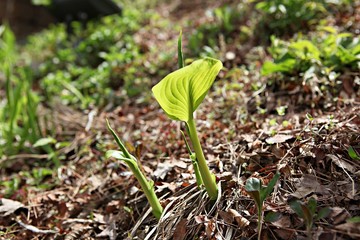 한국 인천시 강화군 전등사 입니다