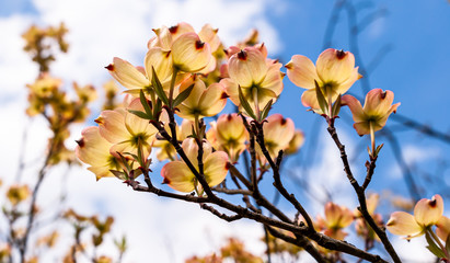 Blooming dogwood tree flowers in spring time with a blurred background