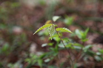 한국 인천시 강화군 전등사 입니다