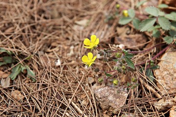 한국 인천시 강화군 전등사 입니다