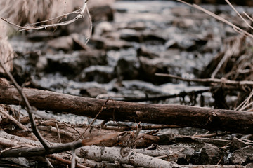 Creek in the woods. Waterfall in forest. Broken trees, branches. Dried tree branches. Large and small stones in water. Cold water. Forest nature. Water between stones. Wet stones. Yellow, brown, grey