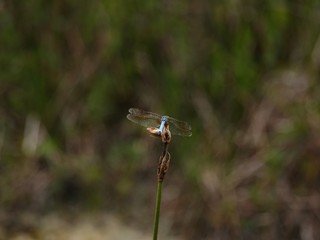 blue dragonfly on a branch