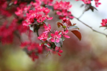 Blossoming apple tree Royalty  Malus