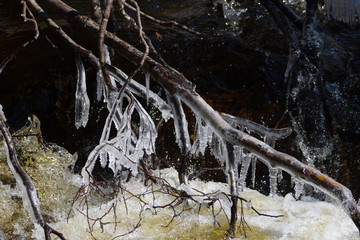 Branches gelées sur une rivière au printemps