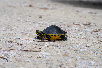 Little turtle on Florida gravel road