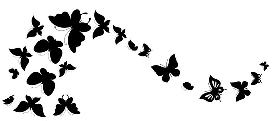 Plakat butterfly564