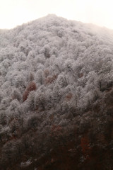 Snow on the Autumn Leaves