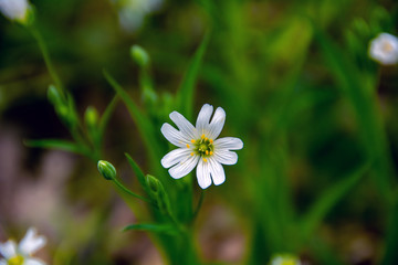 
White flower, closeup among the forest