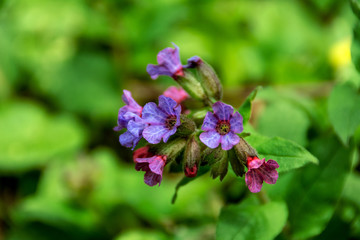 
Purple flower of middle forest