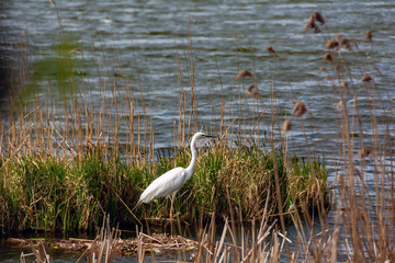 
Lovely white heron hunting on the lake