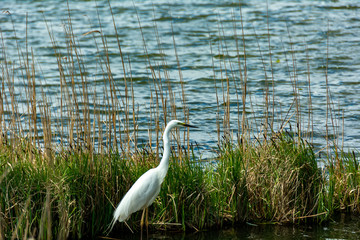 
Lovely white heron hunting on the lake