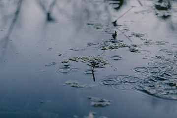 Swampy destination. Dirty water, broken trees. Bog place. Reflection in the water. Marsh green grass. Blue grey brown. Blue water. Rainforest swamp. Natural scenery. Mangrove in lake. Swamp in forest