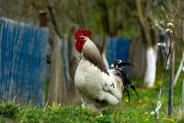 
meat, portrait, elegant, male, colorful, white, beautiful, rural, cockerel, background, fowl,...