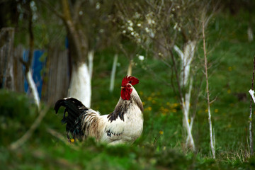 
meat, portrait, elegant, male, colorful, white, beautiful, rural, cockerel, background, fowl, tail, day, hen, isolated, feather, nature, chicken, bird, animal, farm, rooster, poultry, agriculture, co