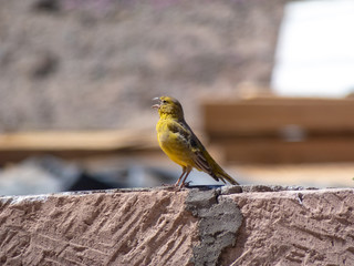 Wild animals in the surroundings of San Pedro de Atacama